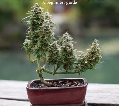 Cannabonsai: : A Beginners Guide Online Sale